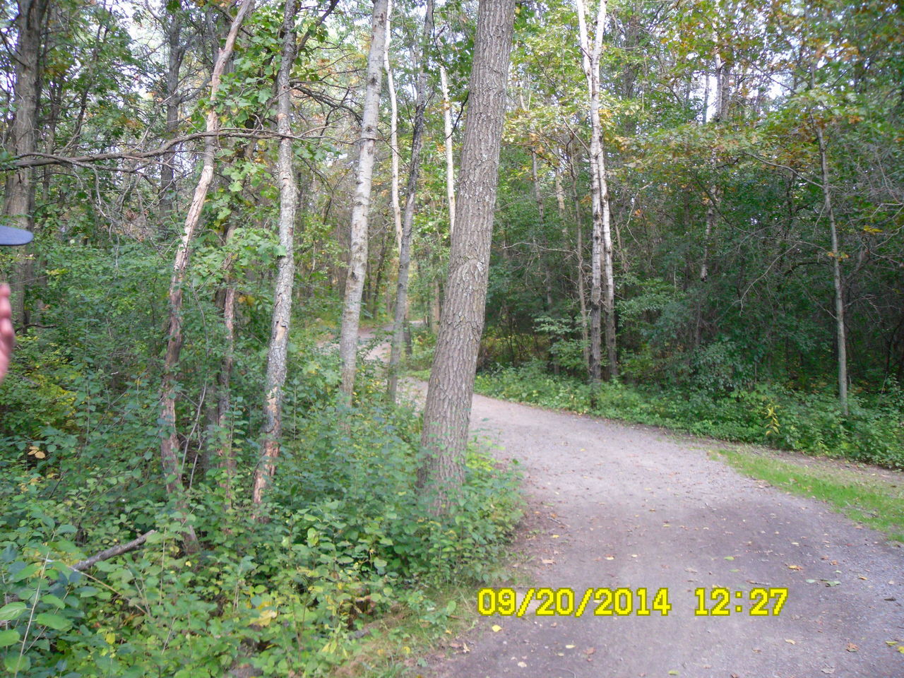 ROAD IN FOREST