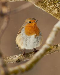 Close-up of bird perching on branch