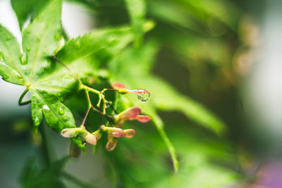 Close-up of red flowering plant