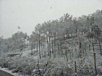 Bare trees against clear sky during winter