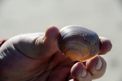 Close-up of a hand holding snail