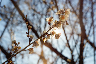 Low angle view of cherry blossoms against sky