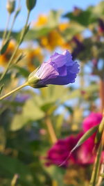 Close-up of fresh flowers blooming outdoors