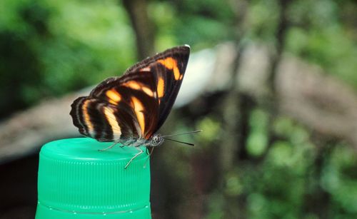 Close-up of butterfly