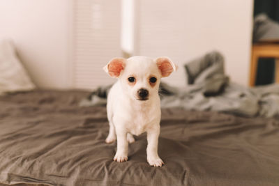 Portrait of puppy on bed at home