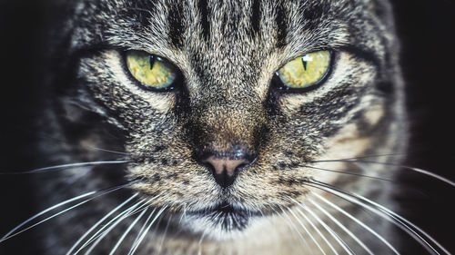 Close-up portrait of a cat