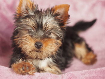 Close-up portrait of a dog