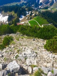 High angle view of trees and rocks