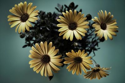 Close-up of fresh yellow black-eyed susan flowers