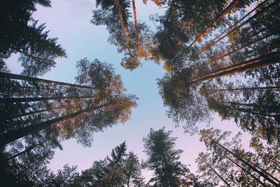 Low angle view of trees in forest against sky