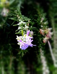 Close-up of flowers growing in plant