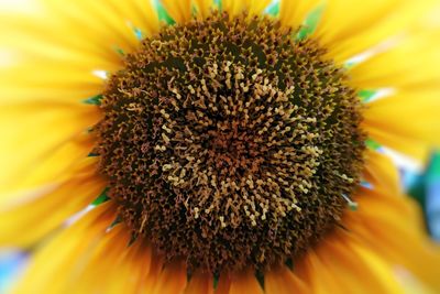 Close-up of sunflower