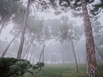 Trees in forest during foggy weather