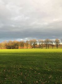Trees on field against sky