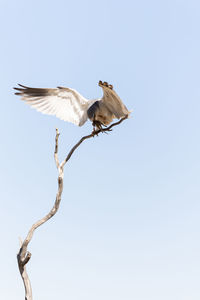 Low angle view of bird flying against clear sky