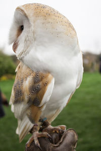 Close-up of owl on field