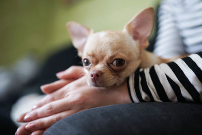 Dog lying on his hands