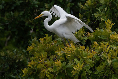 Great white egret with its wings up high as it balances on a branch high in a tree.