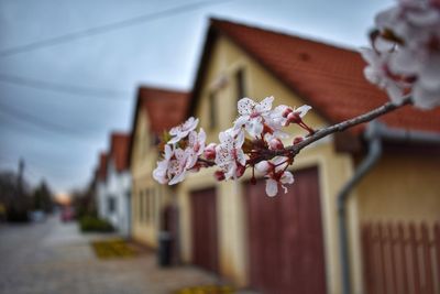 Close-up of cherry blossom against building