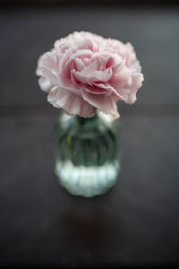 Close-up of pink rose flower in vase