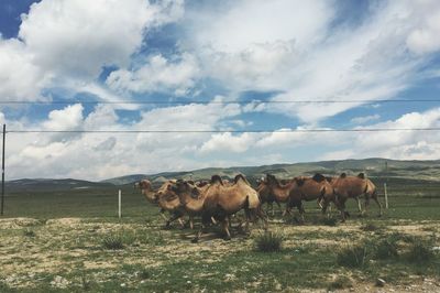 Camels walking on field against sky