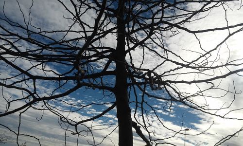 Low angle view of bare tree against sky