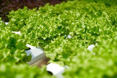 High angle view of white leaf on field