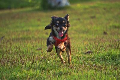 Portrait of dog running on field