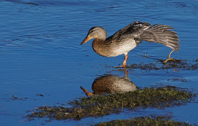 Duck on a lake