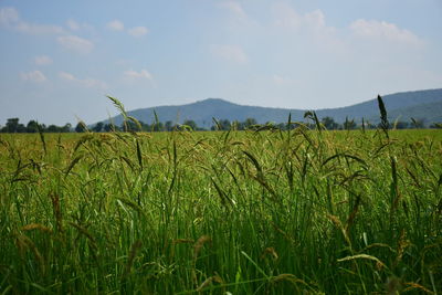 Scenic view of agricultural field against sky