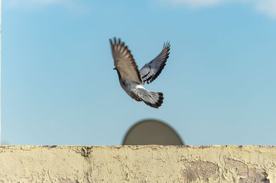 Low angle view of seagull flying