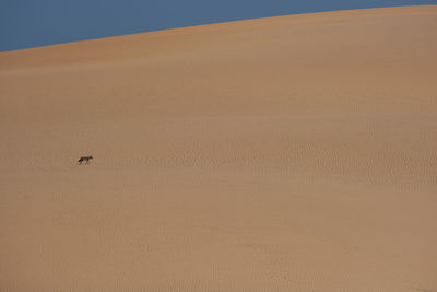 Sand dunes in desert