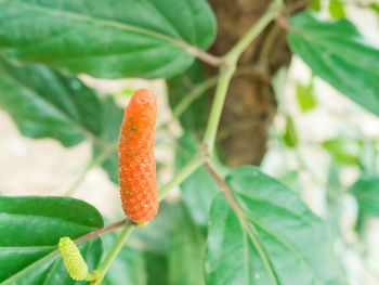 Close-up of orange leaf