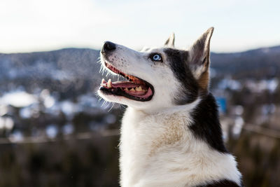 Close-up of a dog looking away