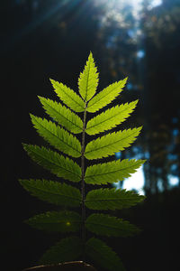 Close-up of fern