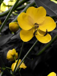 Close-up of yellow flower