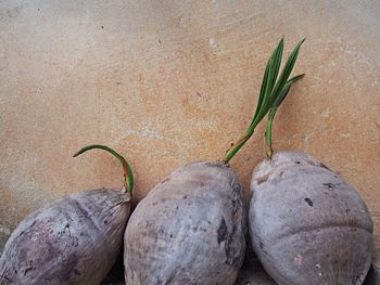 Close-up of fresh vegetables on plant against wall