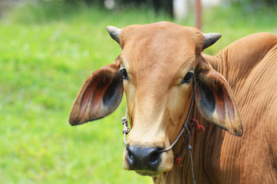 Close-up portrait of a horse