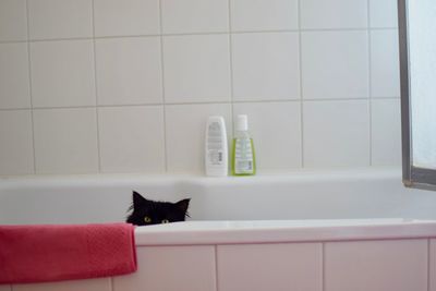 Cat looking curious in bathtub at home