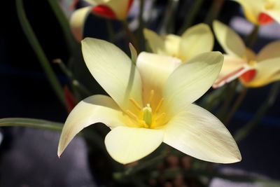 Detail shot of yellow flowers