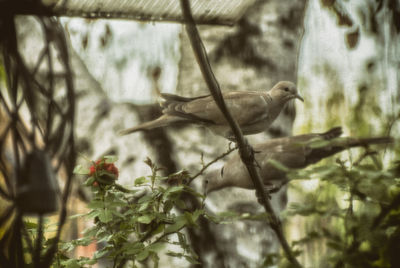 Close-up of bird perching on tree