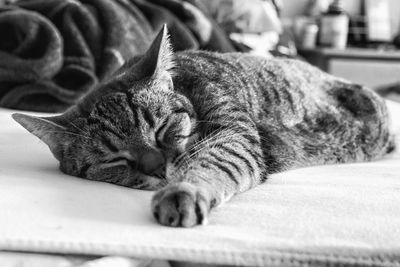 Close-up of cat lying down