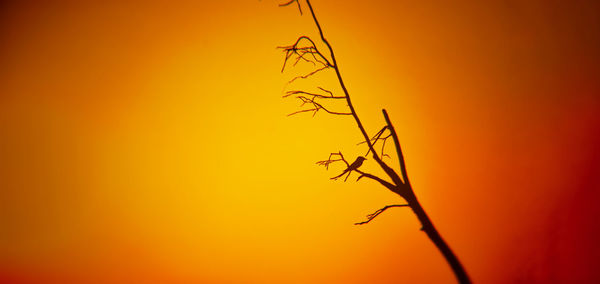 Close-up of silhouette plant against orange sky