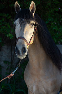 Close-up of horse