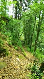 Low angle view of trees in forest