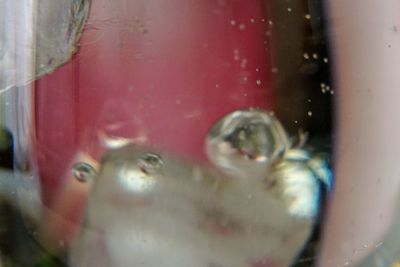 Close-up portrait of woman seen through glass