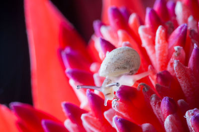 Close-up of snail on pink flower
