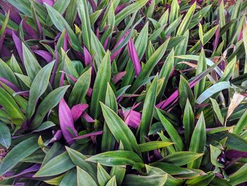 Purple and green oyster plant vegetation