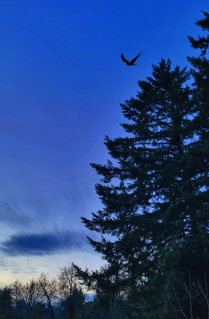 tree, sky, plant, silhouette, wildlife, animal themes, animal, animal wildlife, bird, nature, flying, low angle view, no people, one animal, beauty in nature, blue, cloud, scenics - nature, evening, dusk, outdoors, tranquility, coniferous tree, forest, bird of prey, tranquil scene, pine tree