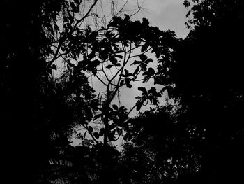 Low angle view of silhouette trees against sky at dusk